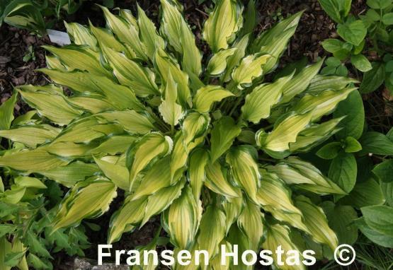 Hosta Early Sunrise